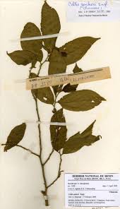 Image result for Celtis zenkeri