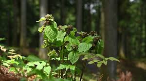 Image result for Vincetoxicum afrum