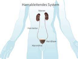 Nieren Und Harnleitersteine Erkrankungen Therapien Urologie Uniklinik Koln