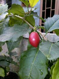 Ini dikarenakan buah mengandung segudang manfaat yang sangat baik bagi tubuh. Jual Bibit Pohon Buah Impor Citeriz Business Support