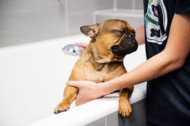 Maybe you would like to learn more about one of these? Dog Grooming Spa Services Omaha Dogtopia Omaha