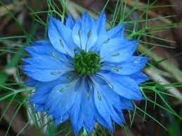 500 Love In A Mist Miss Jekyll Blue Fennel Flower Nigella Damascena Flower Seeds By Seedville 2 00 Plant Height 14 18 Plant Spacing 5 Groen