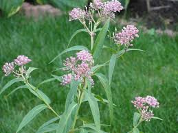 Native Milkweeds In Chicagoland Listed By County Wild Ones Greater Dupage