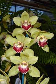 Orchid Hybrid Cymbidium Sue Green Floweringorchids Beautiful Orchids Cymbidium Orchids Orchids