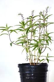 I've read your post and viewed your video. Buy Mexican Bush Sage Salvia Leucantha Santa Barbara Excludes Az Ca At Root 98 Warehouse For Only 51 99