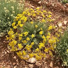 Image result for Helichrysum cephaloideum
