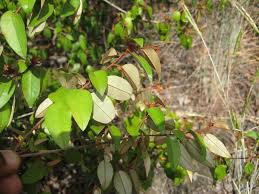 Image result for Croton pseudopulchellus