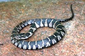 Northern Water Snake Nerodia Sipedon Is A Large Nonvenomous Well Known Snake In The Colubridae Family That Is Native To North America They Are Active Snake