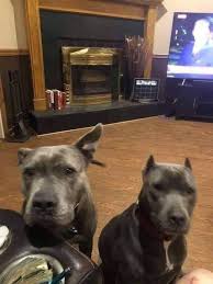 Pit bulls protect owner from attackers