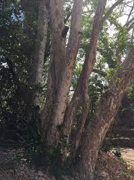 Image result for Combretum schumannii