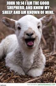 Deep Breath Sheep Meme Generator Imgflip Cute Animals Animals Baby Animals