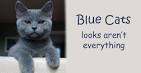 Russian Blue - Wikipedia