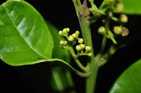 Image result for Beilschmiedia michelsonii