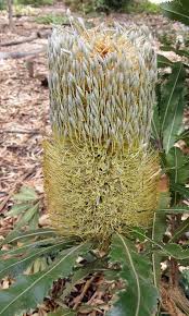 Image result for Euphorbia inaequilatera