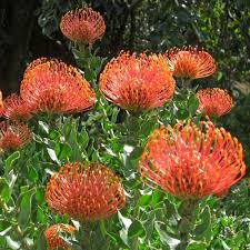 Image result for Leucospermum