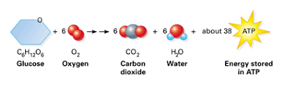 Below are examples of aerobic respiration and. Cellular Respiration Sutori