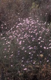 Image result for Thunbergianthus ruwenzoriensis