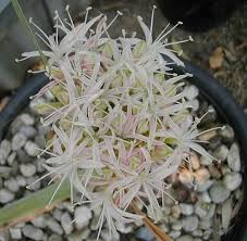 Image result for Boophone