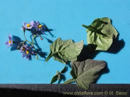 Image result for Solanum sp. A