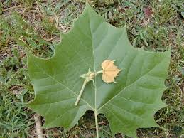 Image result for Platanaceae