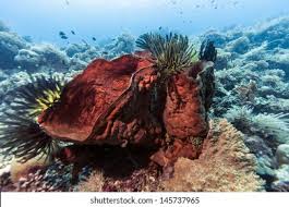 Image result for Nesogenaceae