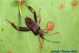 Coreidae) spends its entire life cycle living our results revealed a drop in cactus fruit abundance between the months of july through october mitchell, p.l. Family Coreidae Leaf Footed Bugs Urban Programs El Paso County