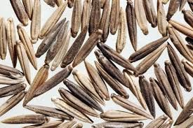 Image result for Oryza