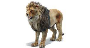 Lion 3d Model Lion 3d Model Animals