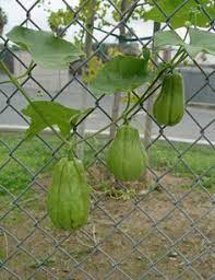 Growing squash, also crookneck, pattypan, summer squash. 9 Sayote Ideas Plants Chayote Squash Growing Vegetables