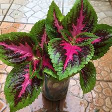 Dahulunya dikelompokkan di bawah genus coleus. Pokok Ati Ati Coleus Blumei Home Furniture Gardening On Carousell