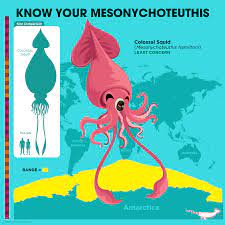 Colossal squid vs giant squid size comparison. The Colossal Squid Peppermint Narwhal Creative Facebook