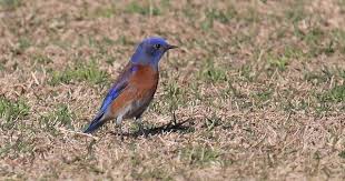 Birds Of Western North Carolina Book Western Bluebird Blue Bird Bird Photo Photo