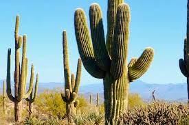 Every type is different, but most cacti require a minimum of four hours of direct sunlight per day. Easy Canyon Hiking In Scottsdale Official Travel Site For Scottsdale Arizona