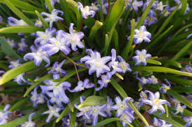 Image result for Loxodera bovonei