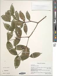 Image result for Bertiera aethiopica
