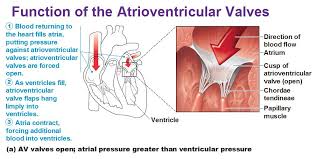 Pin On Cardiac Anatomy Physiology