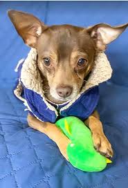 Small Dog Rescue of New England