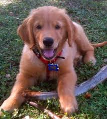 Feel free to browse hundreds of active classified puppy for sale listings, from dog breeders in pa and the. Pin On Goldens