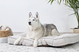We did not find results for: The 12 Best Names For Huskies