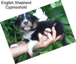 Puppyfinder.com is your source for finding an ideal miniature australian shepherd puppy for sale in usa. Di7yetxvmzckmm