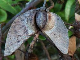 Image result for Acridocarpus natalitius