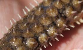 Image result for Xyris peteri