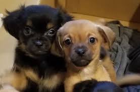 Check the animal services adoption events calendar for additional pet adoption opportunities in the community. Events