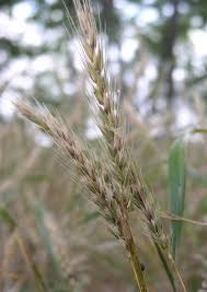 Image result for Vepris rogersii