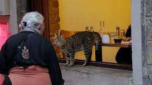 Directed By Ceyda Torun With Bulent Ustun A Profile Of An Ancient City And Its Unique People Seen Through The Eyes Of The Most Myste Cats Cat Movie Animals