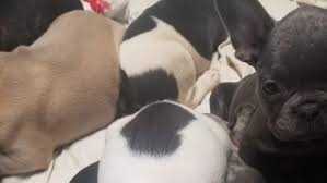 French bulldog puppies ohio for sale. 10 French Bulldogs Stolen From Ohio Found In Ottawa County Wwmt