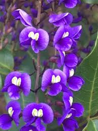 Image result for Hardenbergia comptoniana