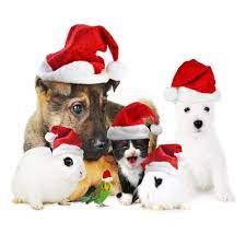 Pet Cat Dog Bunny Rabbit Bird Christmas Santa Claus Hat Pillow Cushion Cover 18 Pet Christmas Pictures Christmas Dog Christmas Animals