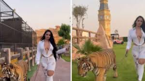Watch: Social Media Influencer Takes Tiger On A Walk In Dubai - News18