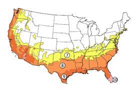 Here's the pomegranates that i picked from my in ground pomegranate tree. Crop To Market Arcgis Storyboard Presentation